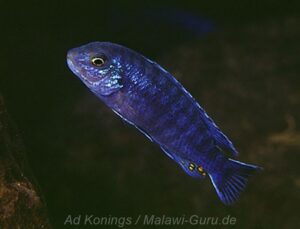 Labidochromis strigatus 'Thumbi West'